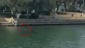 1.gif